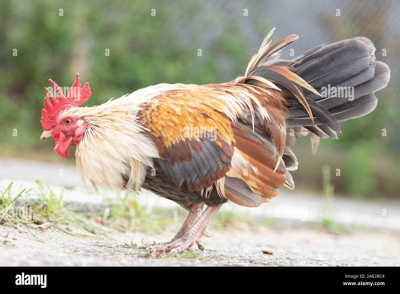 Conoce todos los secretos del juego de azar Chicken Road en España in Spain
