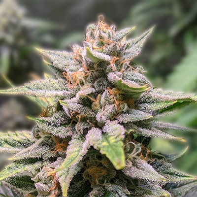 The Ultimate Guide to Marijuana Seeds Maryland